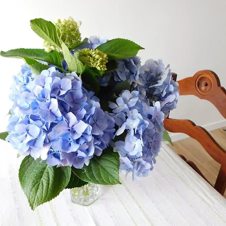 Niaazoreanapartments2, Aconchegante E Confortável! * Horta (Azores)